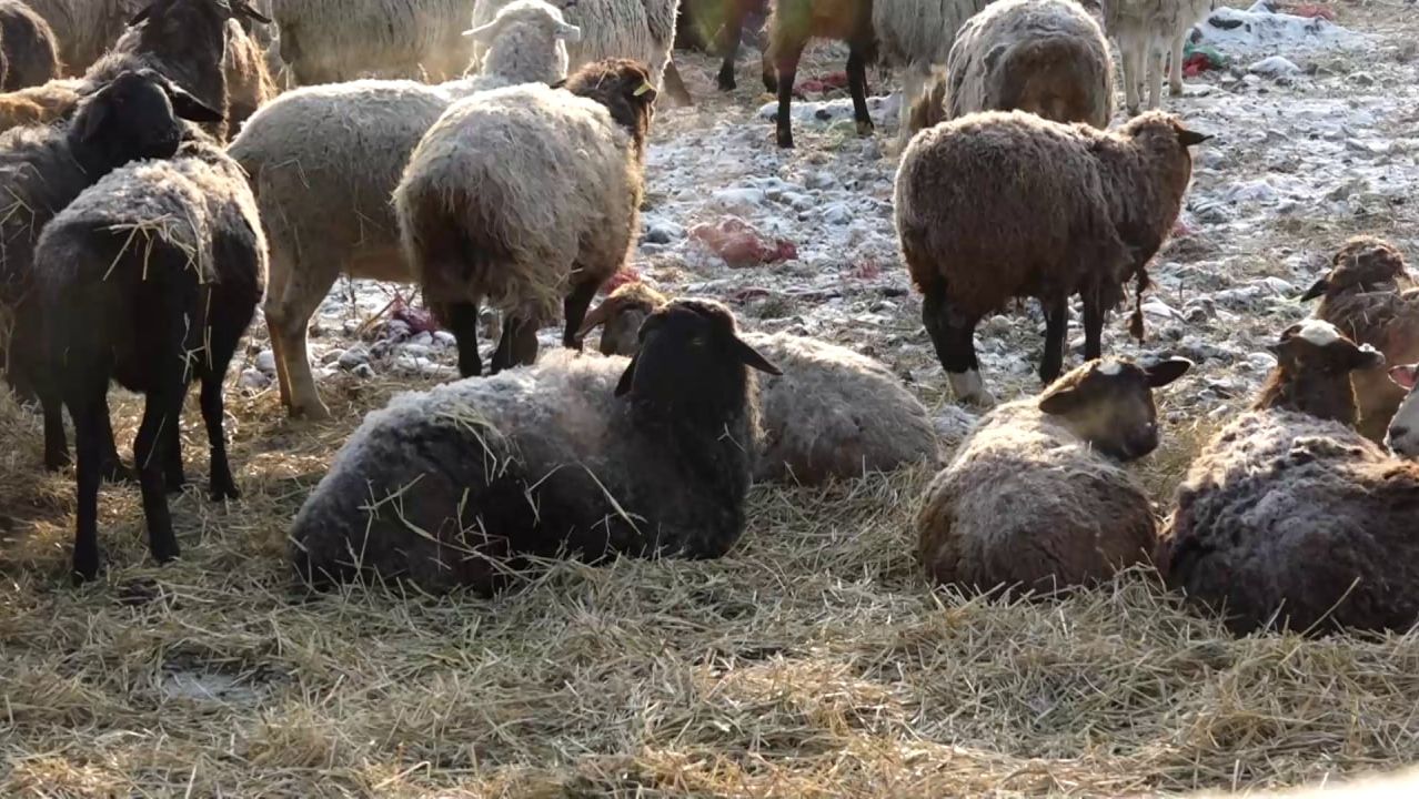 МОЛЧАНИЕ ЯГНЯТ смотреть онлайн