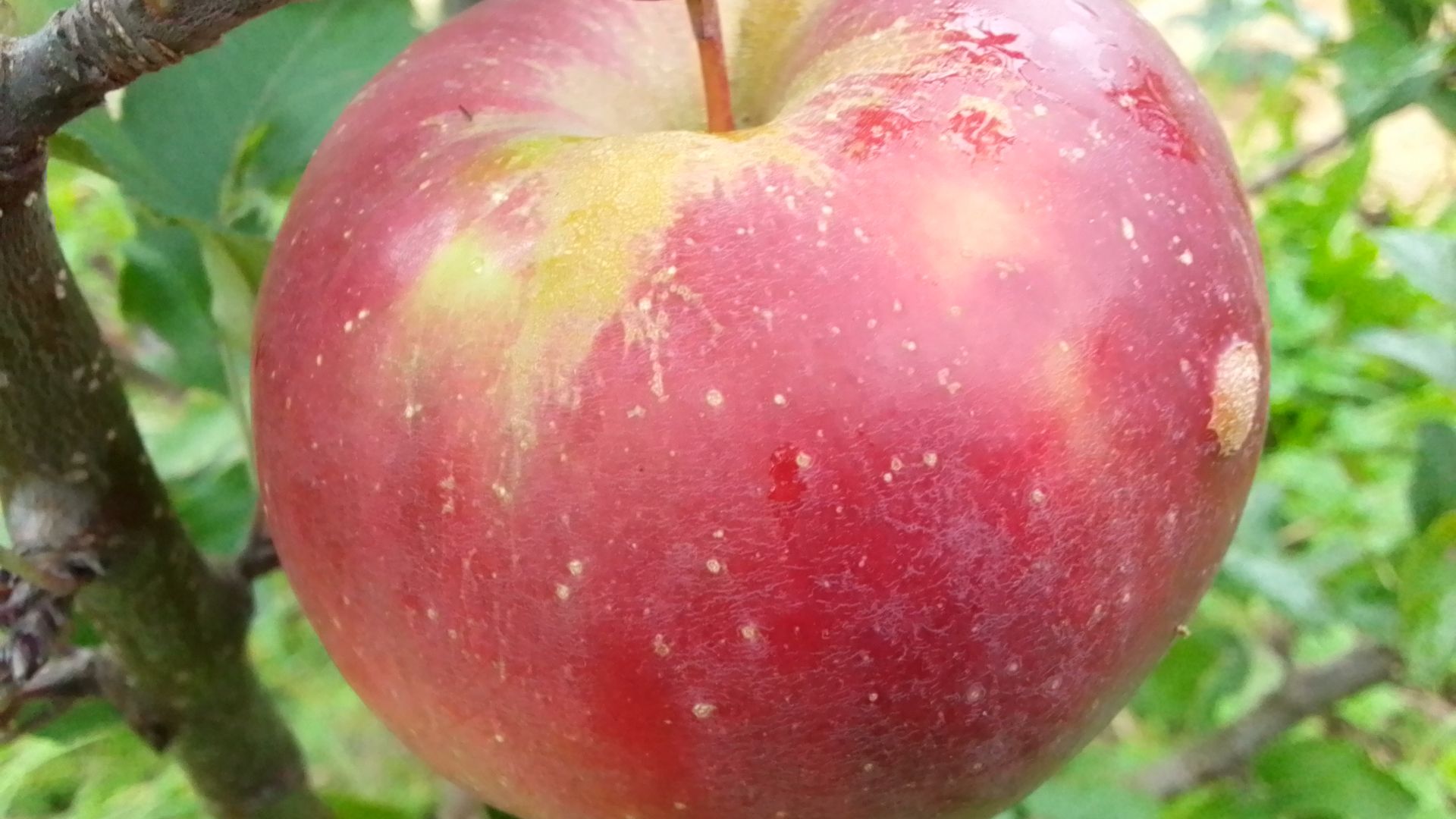 разговор по поводу просмотра ролика Маценко "Интенсивное садоводство на приусадебном участке. смотреть онлайн