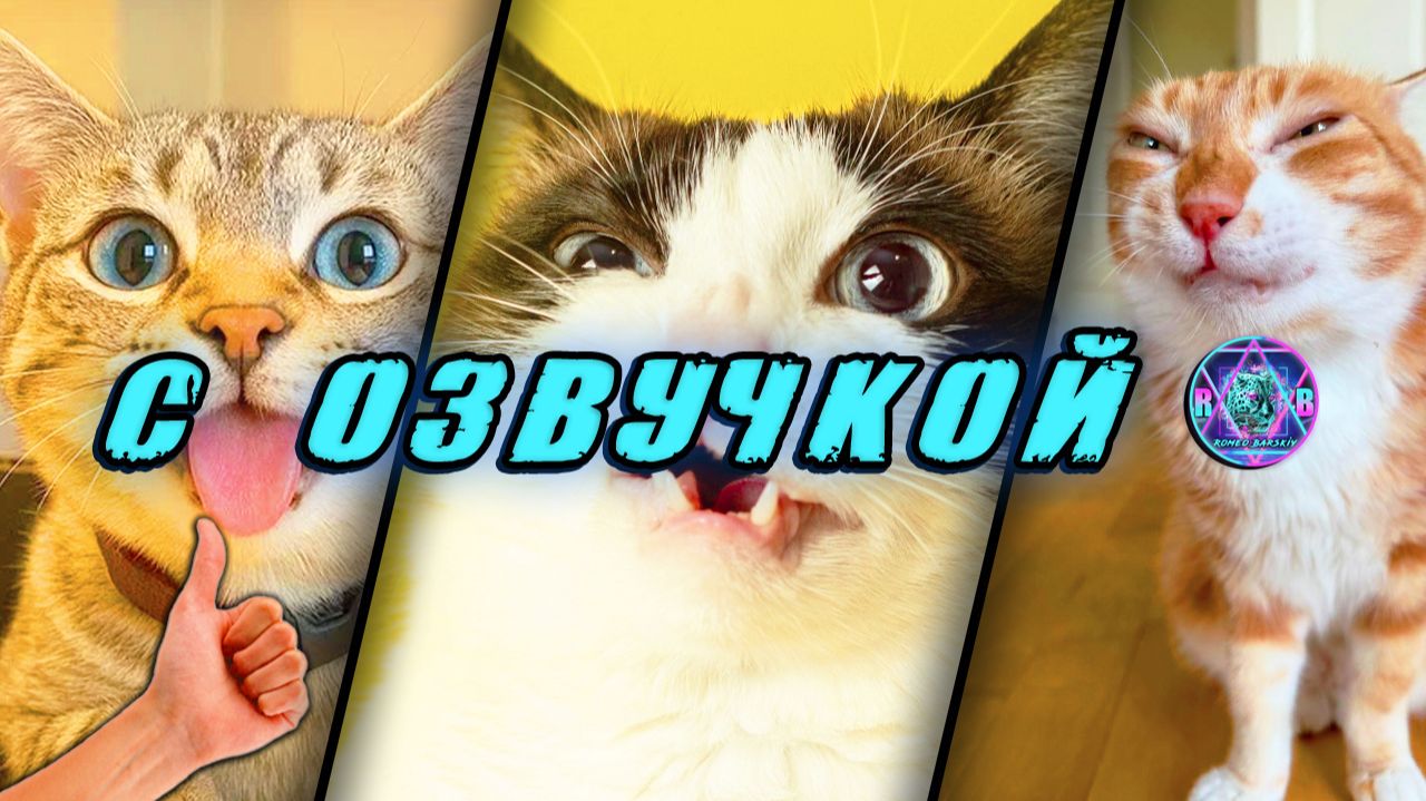 Смешные Коты! - С ОЗВУЧКОЙ! ПРИКОЛЫ С КОТАМИ! Самые смешные животные! Попробуй не засмеяться! 2026 смотреть онлайн