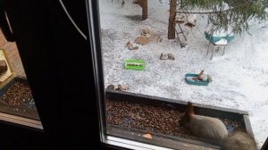 весёлые белки в пятницу.Карта на корм зверятам 2202 2062 6013 7323