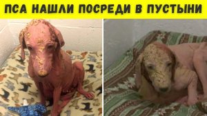Совершенно лысого и обезвоженного щенка нашли в пустыне...