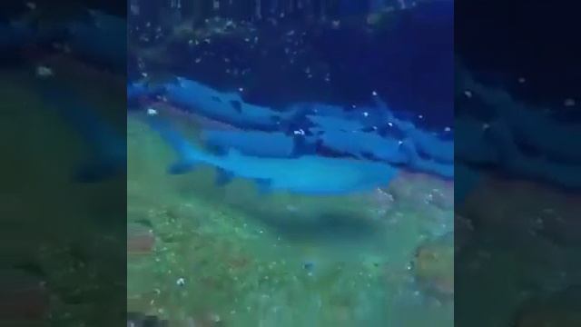 Капилька с акулами смотреть онлайн