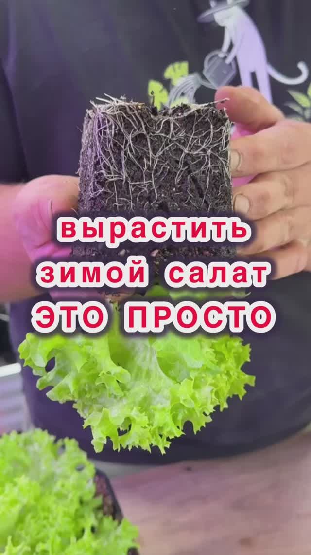 Вырастить салат дома - легко и просто! смотреть онлайн