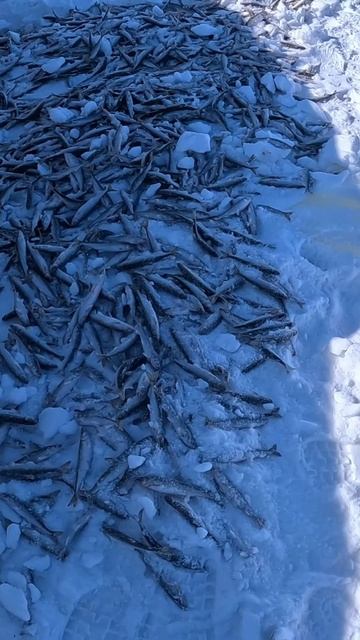 Норма вылова зубаря. Лазарев зимняя рыбалка