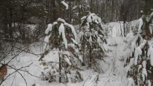 После двух недельных морозов вышли в лес.
