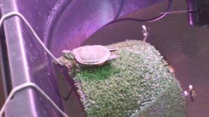 Планка - мастер-класс от красноухой черепашки Манго