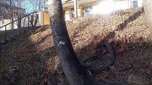 Кисловодск. ул.Горького.  29.01.2026 г.