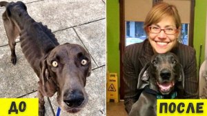 Жмвотные которые были спасены от неминуемой смерти. Подборка фото.