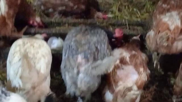 Бабушкины пирожки с капустой и с мясом. смотреть онлайн