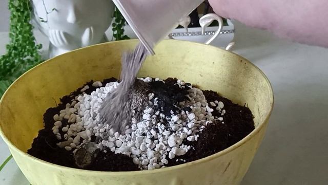 Укоренение черенков Пеларгонии, обрезка Пеларгонии смотреть онлайн