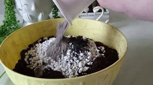 Укоренение черенков Пеларгонии, обрезка Пеларгонии