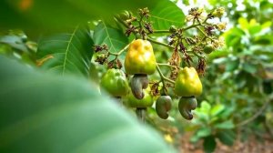 Как выращивают яблоки Кешью.