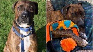 Скромного милого пса подобрали на улице...