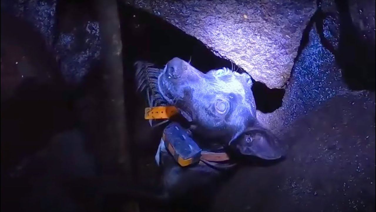 Спустился в расщелину в вулкане чтобы спасти собаку...