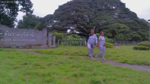 (Гл.2) Giant Raintree (Monkey Pod Tree) Гигантское дерево в Канчанабури Таиланд