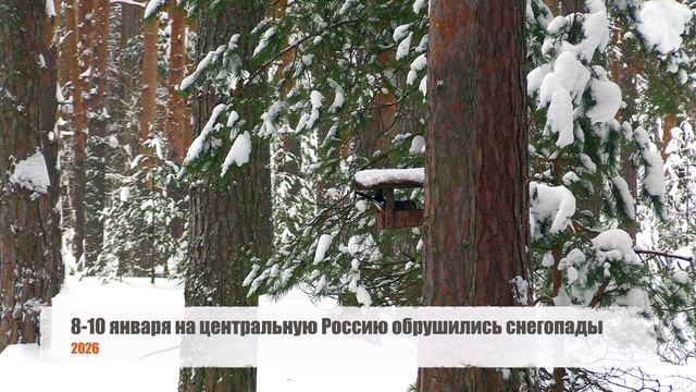 Дневник натуралиста: наблюдение за  природои в среднеи полосе России Январь 2026г