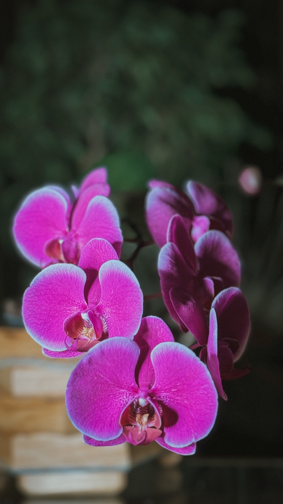 Как это создается😉в главной роли фаленопсис Дюрбан, смотреть онлайн