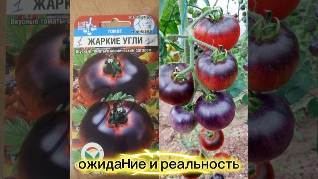 Семена томатов, ожидание и реальность. смотреть онлайн