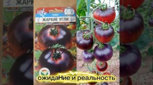 Семена томатов, ожидание и реальность.