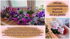 Обзор миниатюрных сортов Фиалок 30.01.2026!