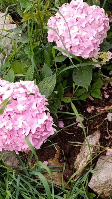 2025🦋🦋🌺🌺 смотреть онлайн