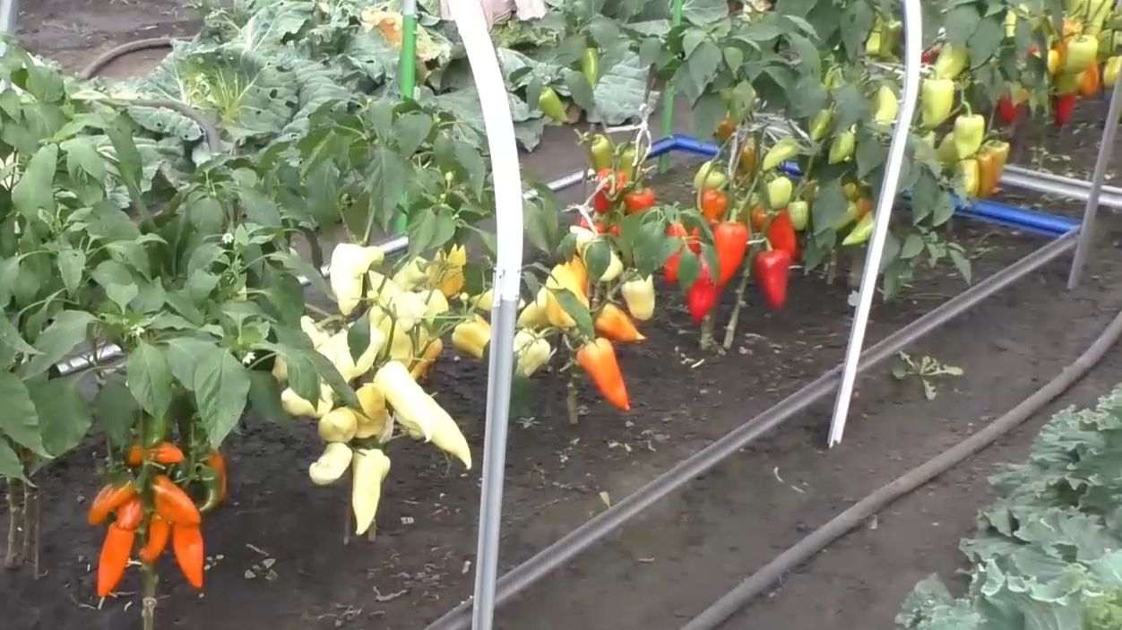 Как перцы поспели за один день - шутка. смотреть онлайн