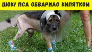 Уличный пёс угодил в кипящую воду по вине...