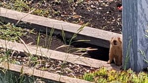 Суслик на кладбище сделал большую нору в  могилу👀 и смотрел на меня ,чтобы я не подошла к нему.