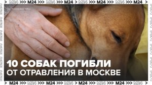 Около 10 собак погибли от отравления в Москве и Подмосковье - Москва 24