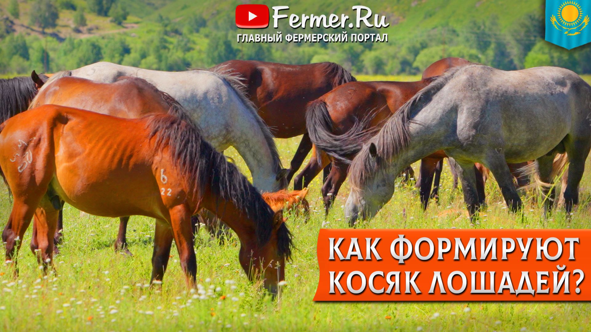 🐎Разведение лошадей. Технология формирования новых косяков. Сколько кобыл на одного жеребца? смотреть онлайн