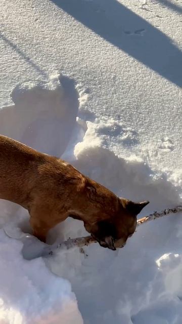 Роскошные снега в Подмосковье. Ева тренируется.30.01.26.