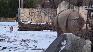 Оленёнок против носорога