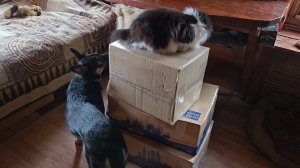 Заметённая деревня и пирамида из коробок с подарками