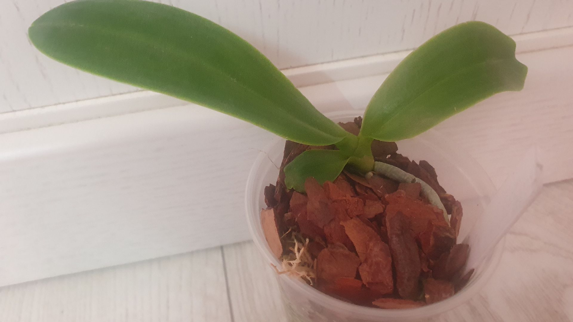 Занимаюсь своими орхидеями. смотреть онлайн