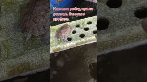 Кормлю рыбок и черепах на акваферме. #акваферма #рыба #черепахи #раки #сад #огород #дядявитя