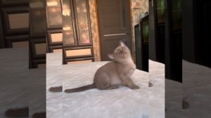 Шоколадный бурманский котёнок мальчик Marcel  II  Freya Way