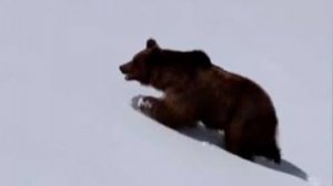 В горах Сочи заметили медведя, вышедшего посреди зимы из берлоги