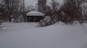 Прогулялась. Провалилась в глубокий снег. Порадовали далёкие зрители.
