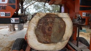 Распиловка красивого дерева . Ленточная пилорама .