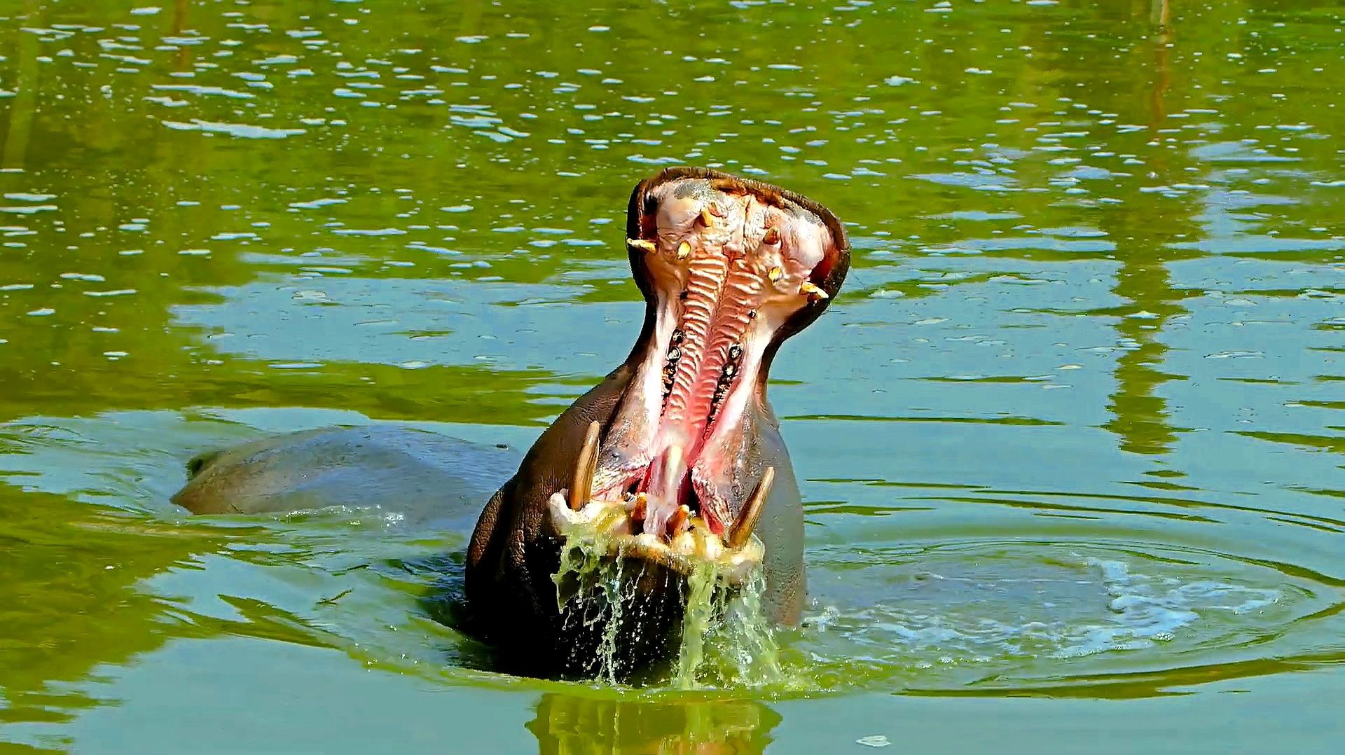 Животный мир смотреть онлайн