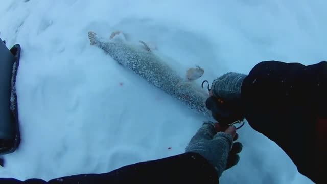 РЫБАЛКА В ГЛУХОЗИМЬЕ.ЛОВЛЯ ЩУКИ НА ЖЕРЛИЦЫ. смотреть онлайн