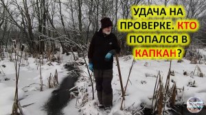 Охота на бобра капканами. Попался сеголеток