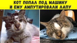 Девушка спасла кота, который буквально погибал попав по колеса машины...
