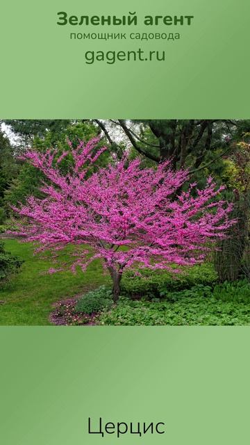 Церцис - Зеленый Агент смотреть онлайн