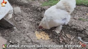 Цыплята и Курочки селяночки лучшие беспородные несушки 🥚 (433)