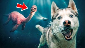 ТАЛАССОФОБИЯ СУЩЕСТВУЕТ!! МЫ НАШЛИ ЕГО!! Хаски Бандит Говорящая собака
