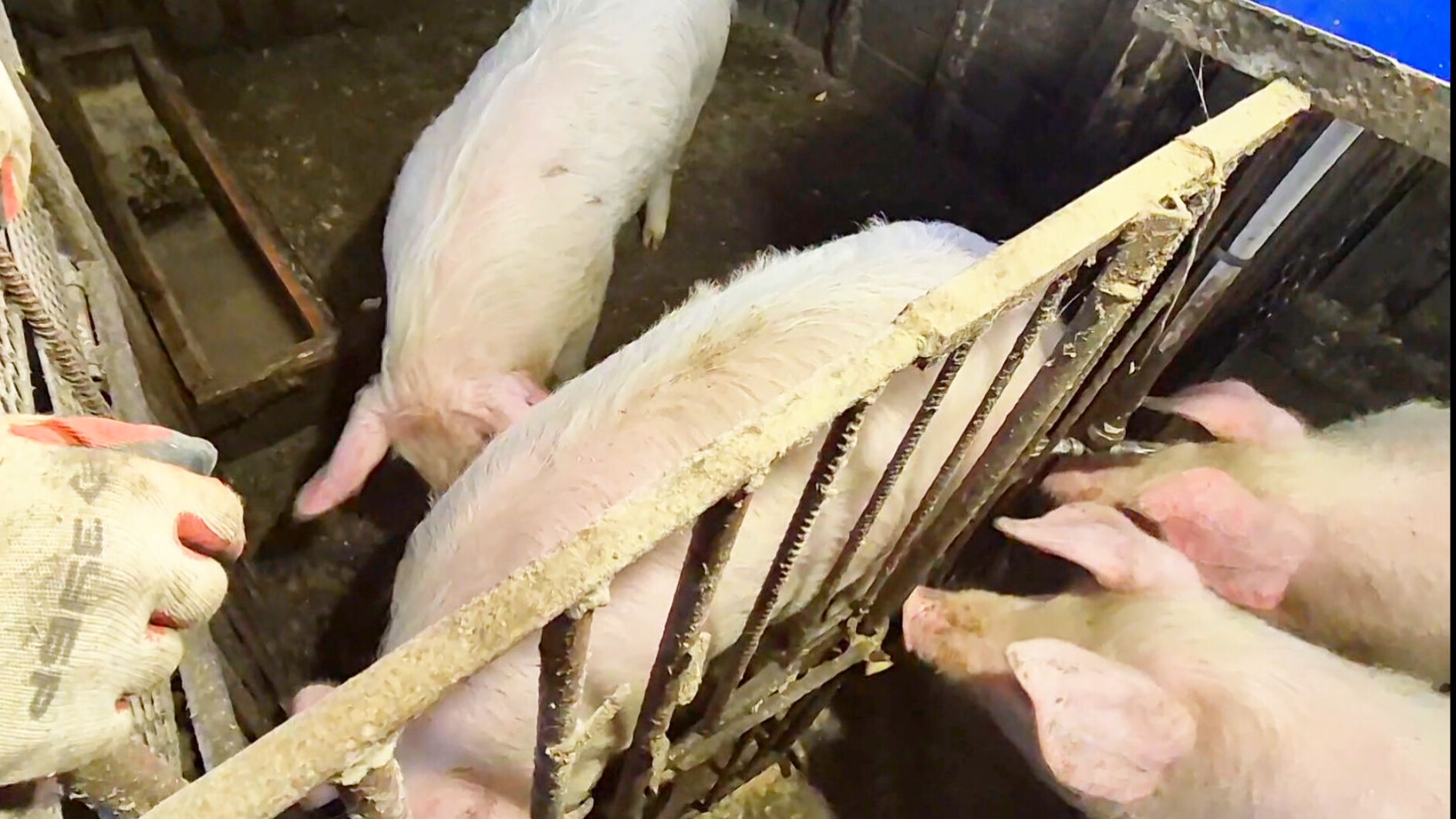 КАК ЖИВЕМ В ДЕРЕВНЕ,СВИНОМАТКА ПРИШЛА В ОХОТУ,ОН НЕ ПОНЯЛ смотреть онлайн