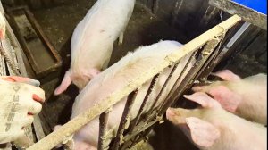 КАК ЖИВЕМ В ДЕРЕВНЕ,СВИНОМАТКА ПРИШЛА В ОХОТУ,ОН НЕ ПОНЯЛ