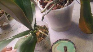 #163 ОрхоVLOG получается и это главное. Лечение помогает. Чрезмерная гуттация  портятся листья