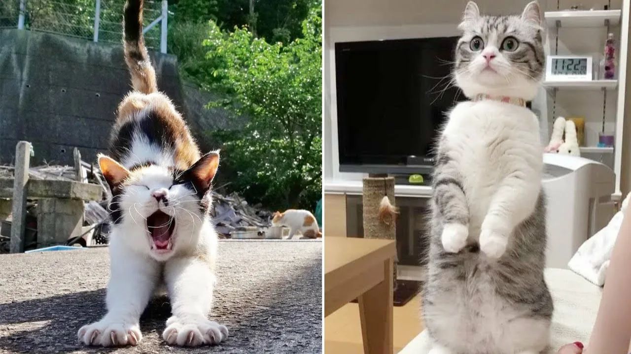 Смешные и забавные животные 😻😺 Лучшие приколы с животными 🐶 смотреть онлайн